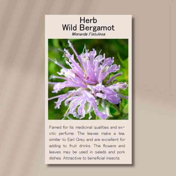 wild-bergamot-front wild-bergamot-front