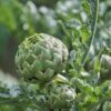 artichoke-green-globe-seeds