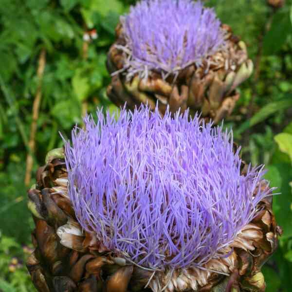 artichoke-green-globe-seeds-3 artichoke-green-globe-seeds-3
