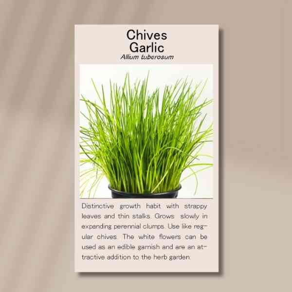 chives-front chives-front
