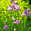 chives-seeds-1