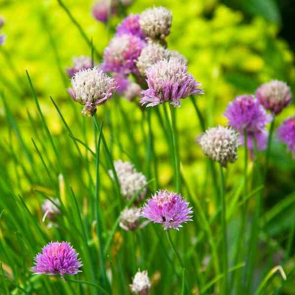 chives-seeds-1 chives-seeds-1