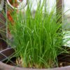 chives-seeds-2