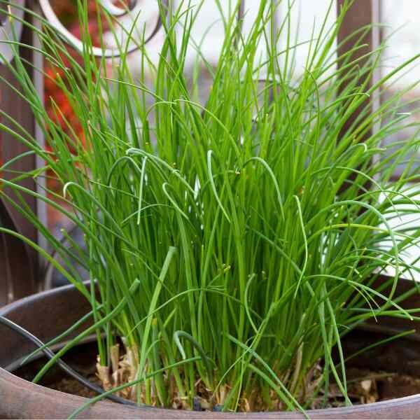chives-seeds-2 chives-seeds-2