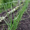 chives-seeds-3