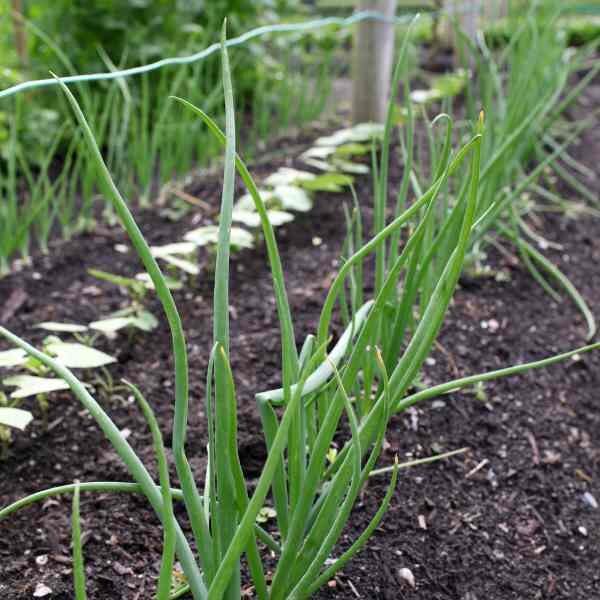 chives-seeds-3 chives-seeds-3