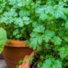 coriander-slow-bolt-seeds-1