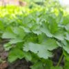 coriander-slow-bolt-seeds-3