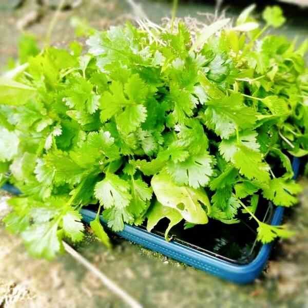coriander-slowbolt-seeds-6 coriander slowbolt started in a flat tray