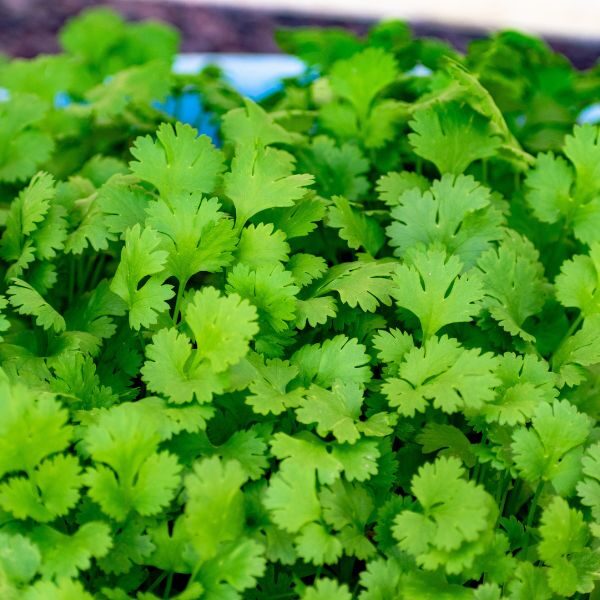 coriander-slowbolt-seeds