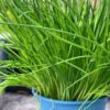 garlic-chives-seeds-1