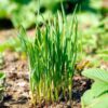 garlic-chives-seeds-2