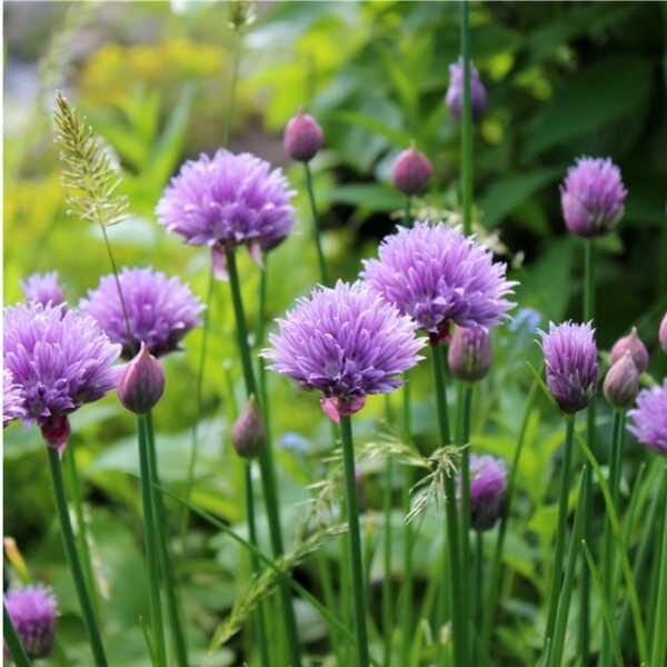 herb-chives-seed