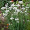 herb-garlic-chives-seeds (1)