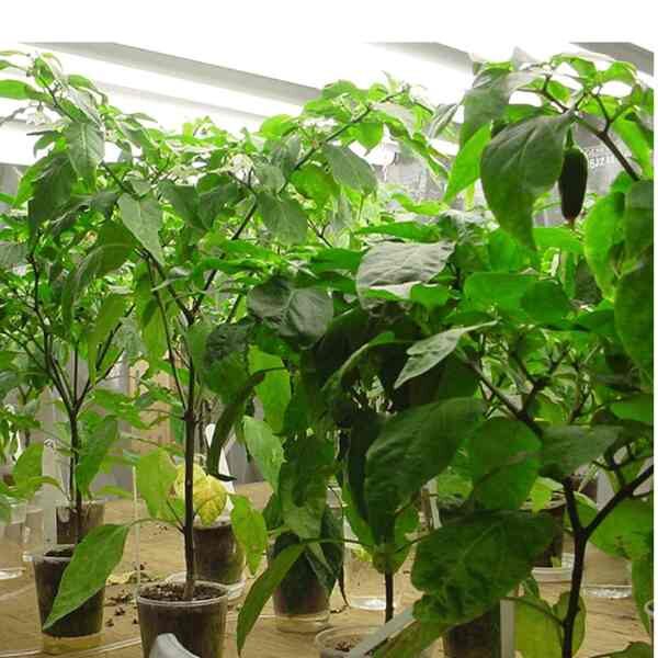 jalepeno-chilli-seeds-2 jalepeno-chilli-seeds-2