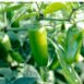 jalepeno-chilli-seeds-3