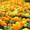 marigold-african-crackerjack-seed