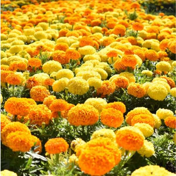 marigold-african-crackerjack-seed