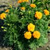 marigold-african-crackerjack-seed-styled