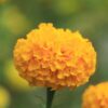 marigold-african-crackerjack-seed-styled2