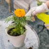 marigold-african-crackerjack-seed-styled3