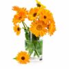 marigold-french-sparky-seed3