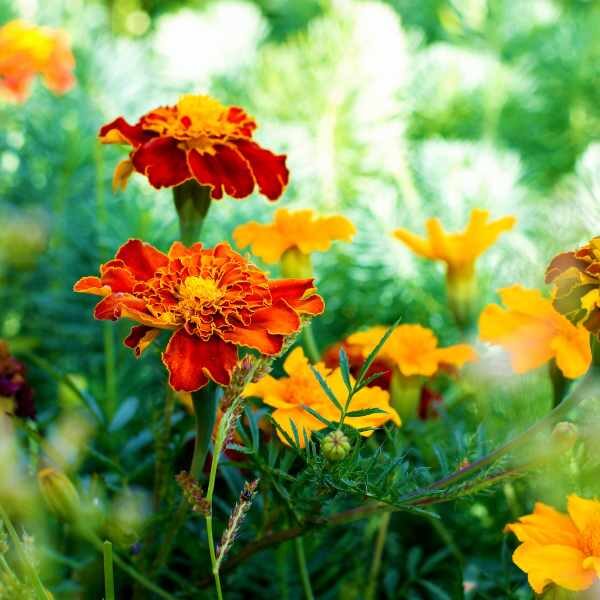 marigold-french-sparky-seed4 marigold-french-sparky-seed4