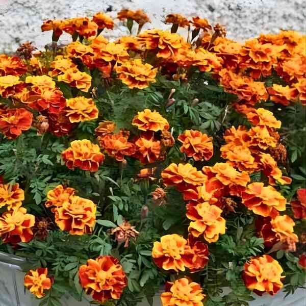 marigold-french-sparky-seeds=6 marigold-french-sparky-seeds=6