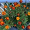 marigold-french-sparky-seeds=8