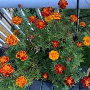 Marigold French Sparky