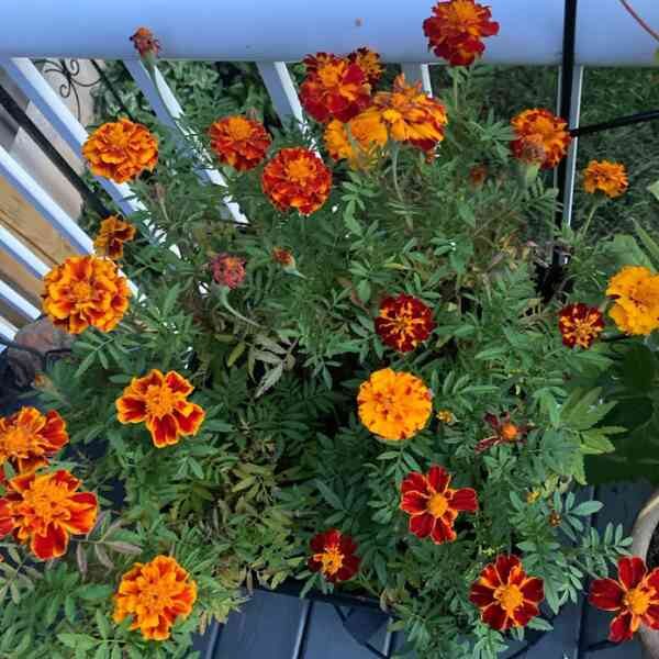marigold-french-sparky-seeds=8
