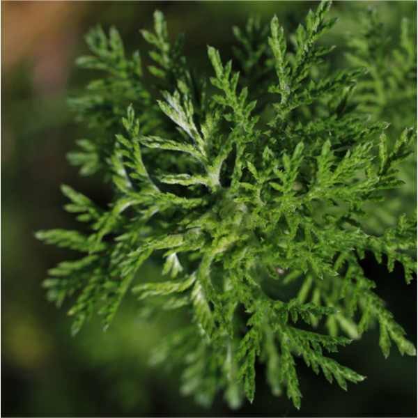 mugwort-seed