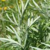 mugwort-seeds-1