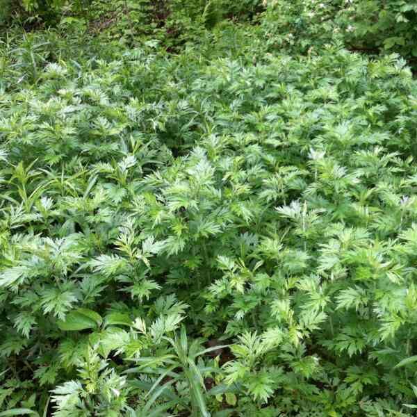 mugwort-seeds-2 mugwort-seeds-2