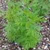 mugwort-seeds-5