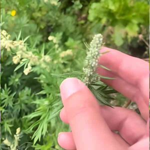 Mugwort