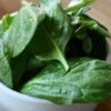 spinach-perpetual-seeds-2