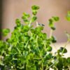 thyme-seeds-1