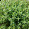 thyme-seeds-2