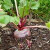 beetroot-bulls-blood-seeds-3