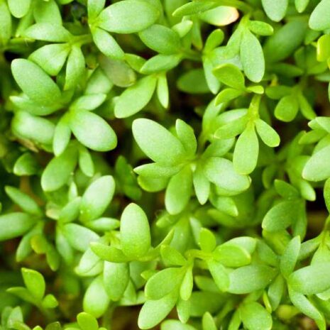 cress-extra-curled-seeds-1