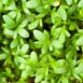 cress-extra-curled-seeds-1