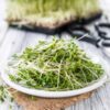 cress-extra-curled-seeds-4