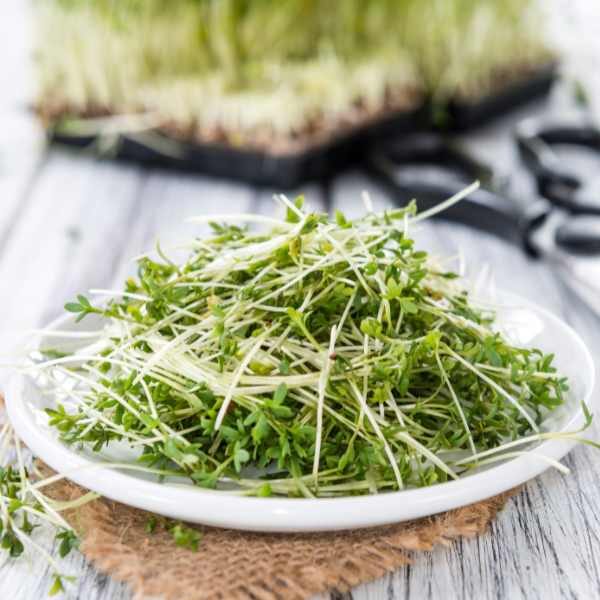 cress-extra-curled-seeds-4 cress-extra-curled-seeds-4