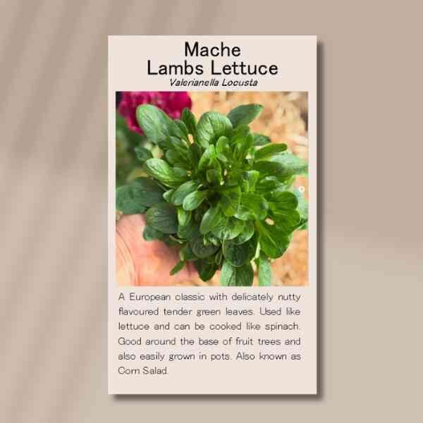 lambs-lettuce-front lambs-lettuce-front