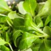 lambs-lettuce-seeds-1