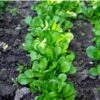 lambs-lettuce-seeds-3