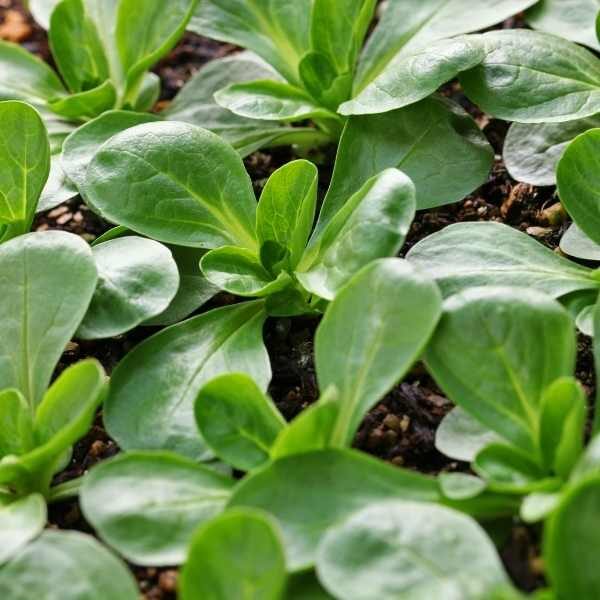 lambs-lettuce-seeds