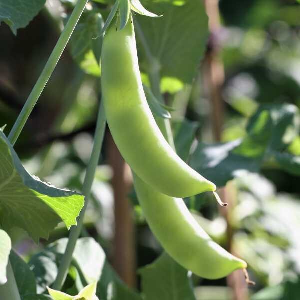 pea-sugar-snap-seeds