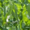 snow-pea-oregon-seeds-1